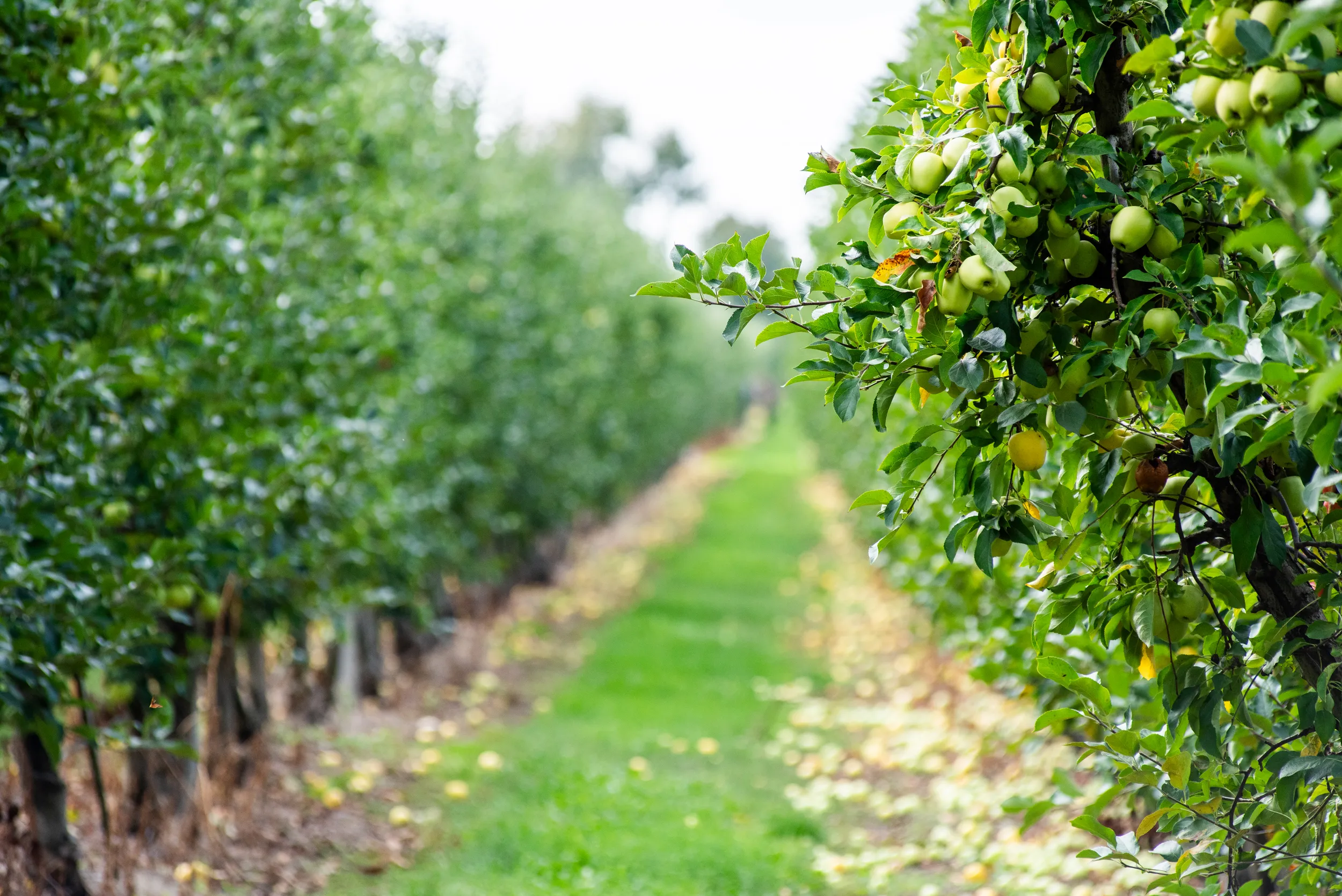 Green orchard with trees lining a grassy path
