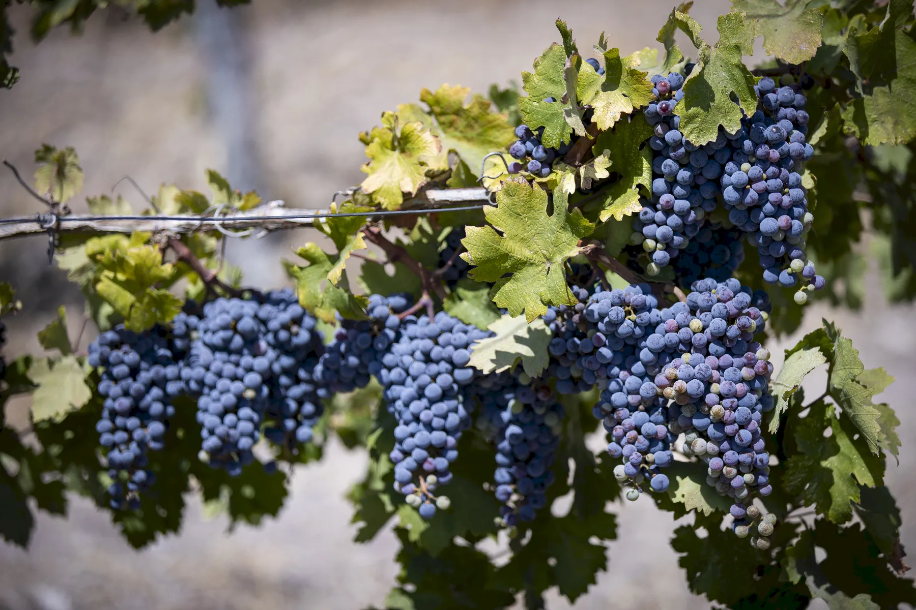 Clusters of ripe purple grapes hanging on a vine