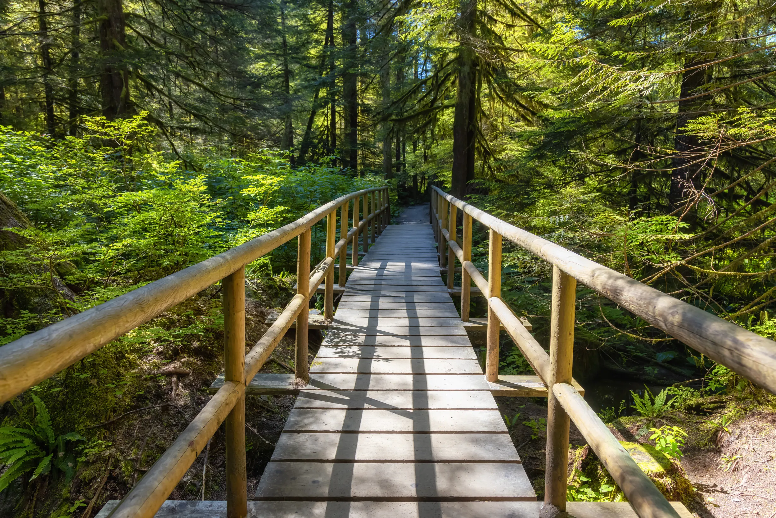 Wooden footbridge surrounded by lush green trees