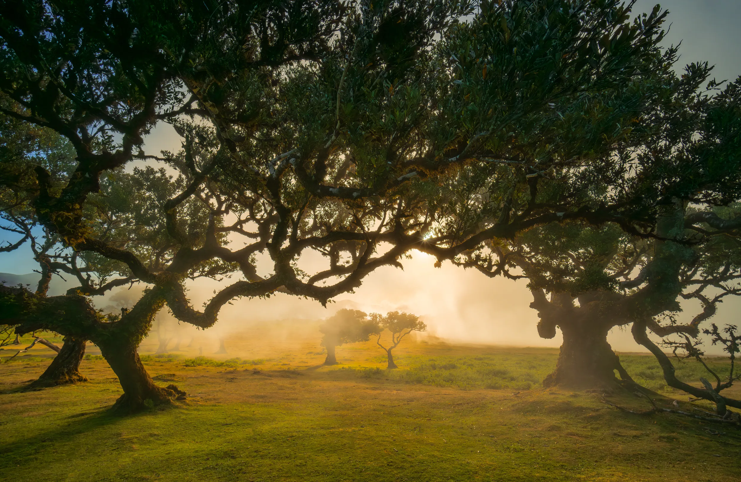 Large tree silhouetted against a sunrise in a grassy landscape