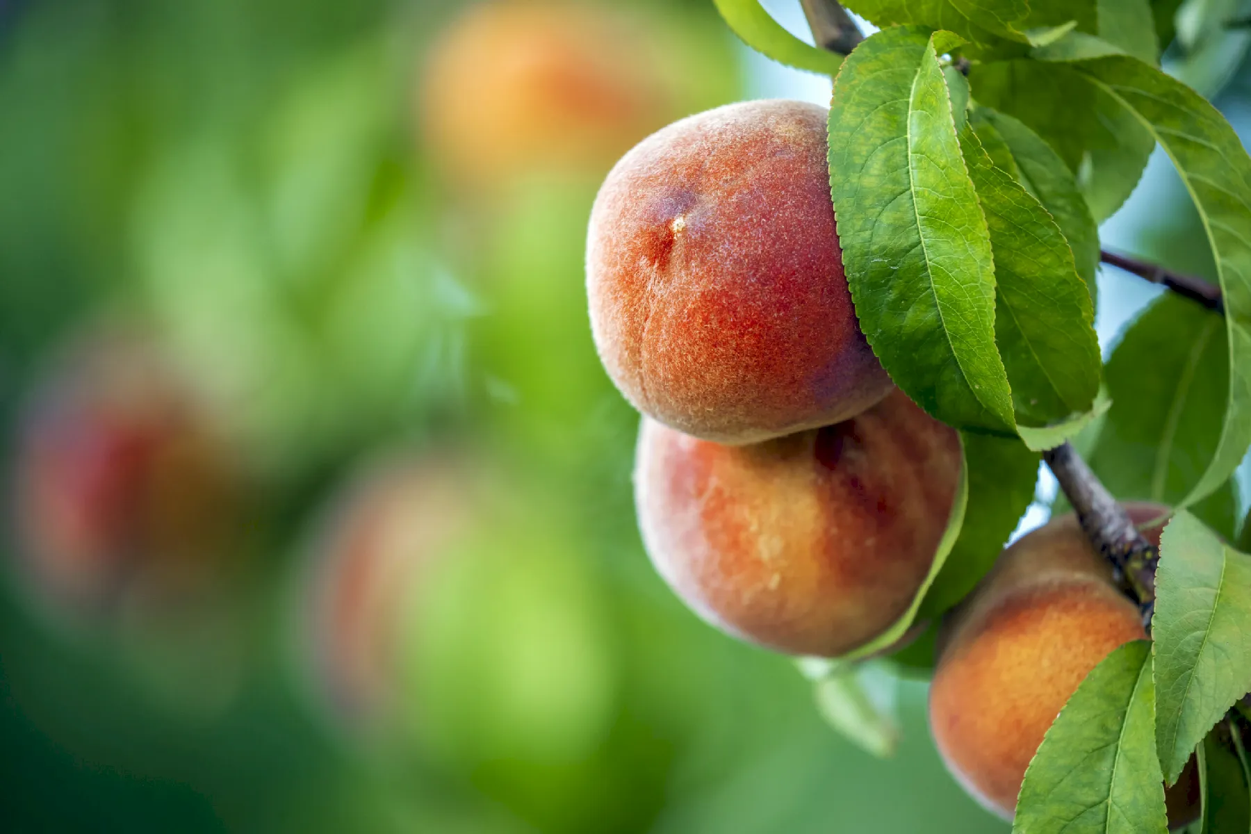Close-up of ripening peaches hanging on a branch